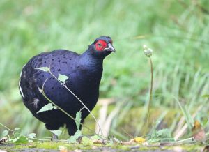 Mikado Pheasant, 黑长尾雉, Syrmaticus mikado-gallery-