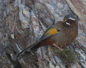 White-whiskered Laughingthrush, 玉山噪鹛, Trochalopteron morrisonianum-gallery-