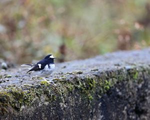 Little Forktail, 小燕尾, Enicurus scouleri-gallery-