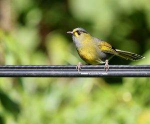 Steere’s Liocichla, 黄胸薮鹛, Liocichla steerii-gallery-