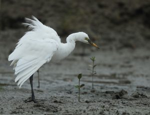 Intermediate Egret, 中白鹭, Ardea intermedia-gallery-