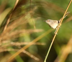 Yellow-bellied Prinia, 黄腹鹪莺, Prinia flaviventris-gallery-