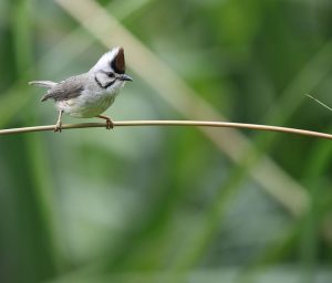 Taiwan Yuhina, 愒头风鹛, Yuhina brunneiceps-gallery-