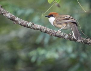 Rufous-crowned Laughingthrush, 白喉噪鹛, Pterorhinus ruficeps-gallery-