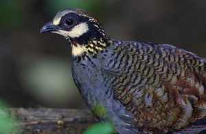 Taiwan Partridge, 台湾山鷓鸪, Arborophila crudigularis-gallery-