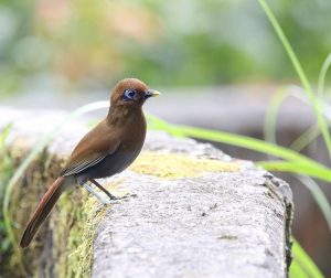 Rusty Laughingthrush, 棕噪鹛, Pterorhinus poecilorhynchus-gallery-