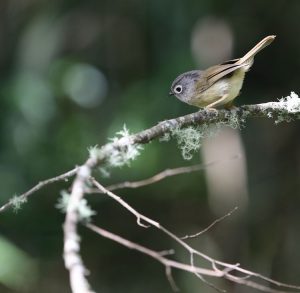 Grey-cheeked Fulvetta, 台湾雀鹛, Alcippe morrisonia-gallery-