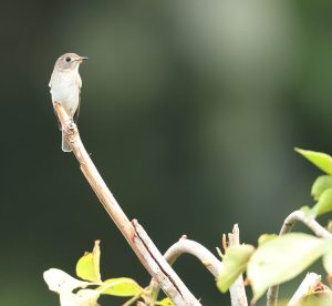 Asian Brown Flycatcher, 北灰鹟, Muscicapa dauurica-gallery-