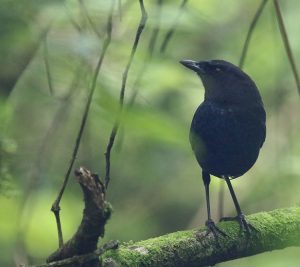 Taiwan Whistling Thrush, 台湾紫啸鸫, Myophonus insularis-gallery-