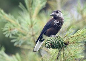 Spotted Nutcracker, 星鸦, Nucifraga caryocatactes-gallery-