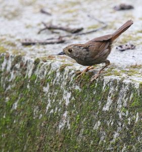 Dusky Fulvetta, 愒顶雀鹛, Alcippe brunnea-gallery-