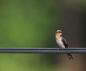 Pacific Swallow, 洋斑燕, Hirundo tahitica-gallery-