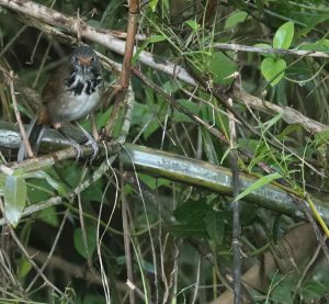 Black-necklaced Scimitar Babbler, 台湾斑胸钩嘴鹛, Pomatorhinus erythrocnemis-gallery-