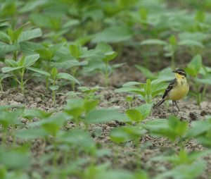 Eastern Yellow Wagtail, 黄鹡鸰, Motacilla tschutschensis-gallery-