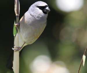 Taiwan Bullfinch, 台湾灰头灰雀, Pyrrhula owstoni-gallery-