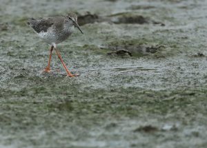 Common Redshank, 红脚鹬, Tringa totanus-gallery-