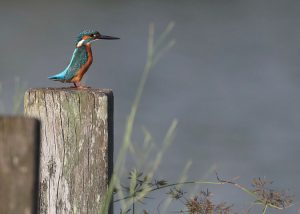 Common Kingfisher, 普通翠鸟, Alcedo atthis-gallery-