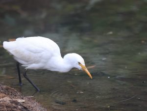 Eastern Cattle Egret, 西方牛背鹭, Bubulcus ibis-gallery-