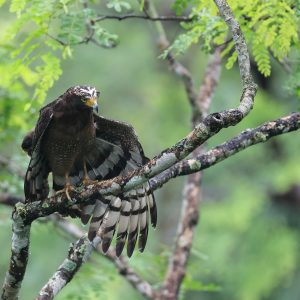 Crested Serpent Eagle, 蛇雕, Spilornis cheela-gallery-