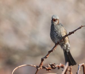 Brown-eared Bulbul, 栗耳短脚鹎, Hypsipetes amaurotis-gallery-