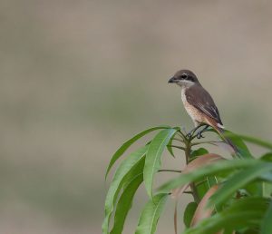 Brown Shrike, 红尾伯劳, Lanius cristatus-gallery-