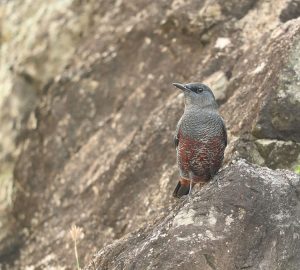 Blue Rock Thrush, 蓝矶鸫, Monticola solitarius-gallery-