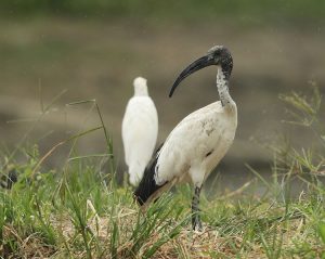 Black-headed Ibis, 黑头白鹮, Threskiornis melanocephalus-gallery-