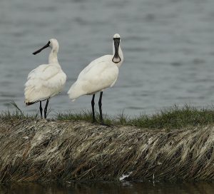 Black-faced Spoonbills, 黑脸琵鹭, Platalea minor-gallery-