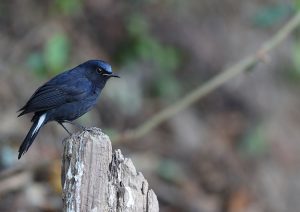 White-tailed Robin, 白尾蓝鸲, Myiomela leucura-gallery-