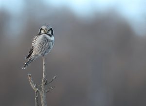 Northern Hawk Owl, 猛鸮, Surnia ulula-gallery-