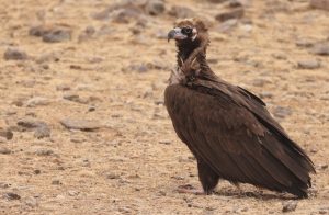 Cinereous Vulture, 秃鹫, Aegypius monachus-gallery-