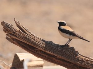 Desert Wheatear, 漠䳭, Oenanthe deserti-gallery-