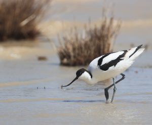 Pied Avocet, 反嘴鹬, Recurvirostra avosetta-gallery-