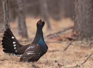 Black-billed Capercaillie, 黑嘴松鸡, Tetrao urogalloides-gallery-