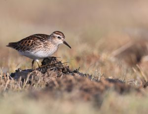 Long-toed Stint, 长趾滨鹬, Calidris subminuta-gallery-