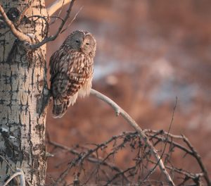 Ural Owl, 长尾林鸮, Strix uralensis-gallery-