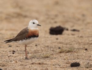 Oriental Plover, 东方鸻, Charadrius veredus-gallery-