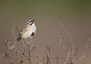 Jankowski’s Bunting, 栗斑腹鹀, Emberiza jankowskii-gallery-