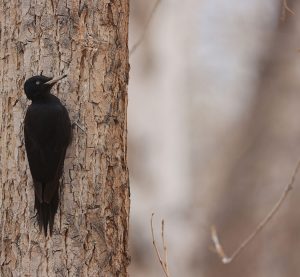 Black Woodpecker, 黑啄木鸟, Dryocopus martius-gallery-