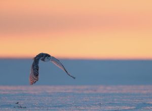 Snowy Owl, 雪鸮, Bubo scandiacus-gallery-