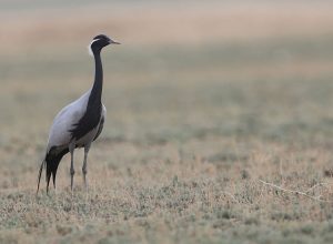 Demoiselle Crane, 蓑羽鹤, Grus virgo-gallery-