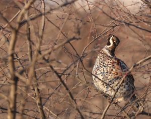 Hazel Grouse, 花尾榛鸡, Tetrastes bonasia-gallery-