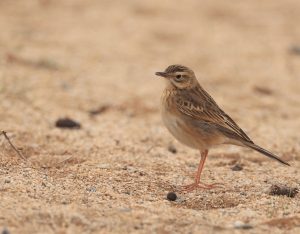 Richard’s Pipit, 理氏鹨, Anthus richardi-gallery-