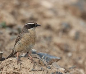 Brown Accentor, 褐岩鹨, Prunella fulvescens-gallery-