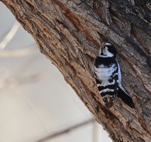 Lesser Spotted Woodpecker, 小斑啄木鸟, Dryobates minor-gallery-