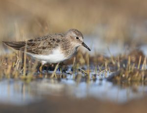 Temminck’s Stint, 青脚滨鹬, Calidris temminckii-gallery-