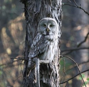 Great Grey Owl, 乌林鸮, Strix nebulosa-gallery-