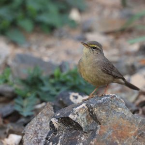 Sulphur-bellied Warbler, 灰柳莺, Phylloscopus griseolus-gallery-