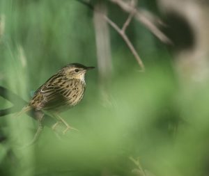 Lanceolated Warbler, 矛斑黄莺, Locustella lanceolata-gallery-