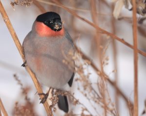 Eurasian Bullfinch, 红腹灰雀, Pyrrhula pyrrhula-gallery-